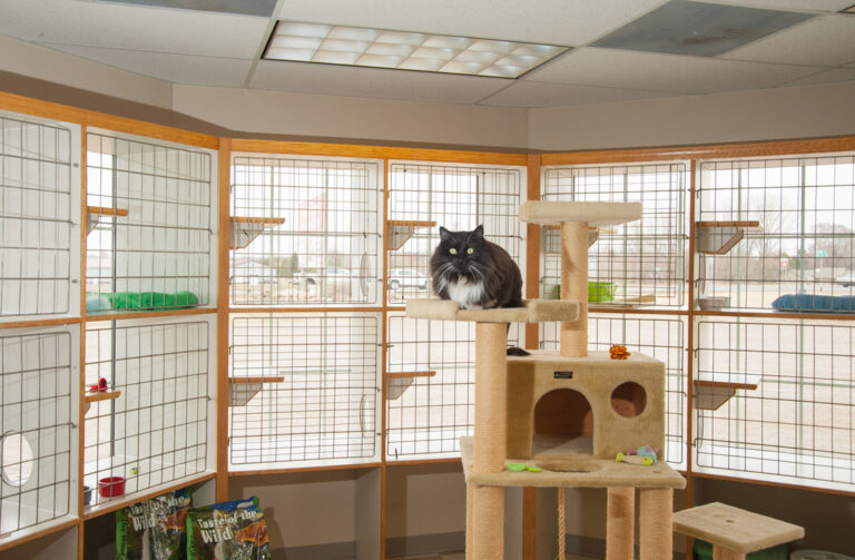cat grooming