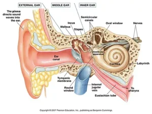 vestibular dizziness treatment