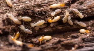 Termite Control