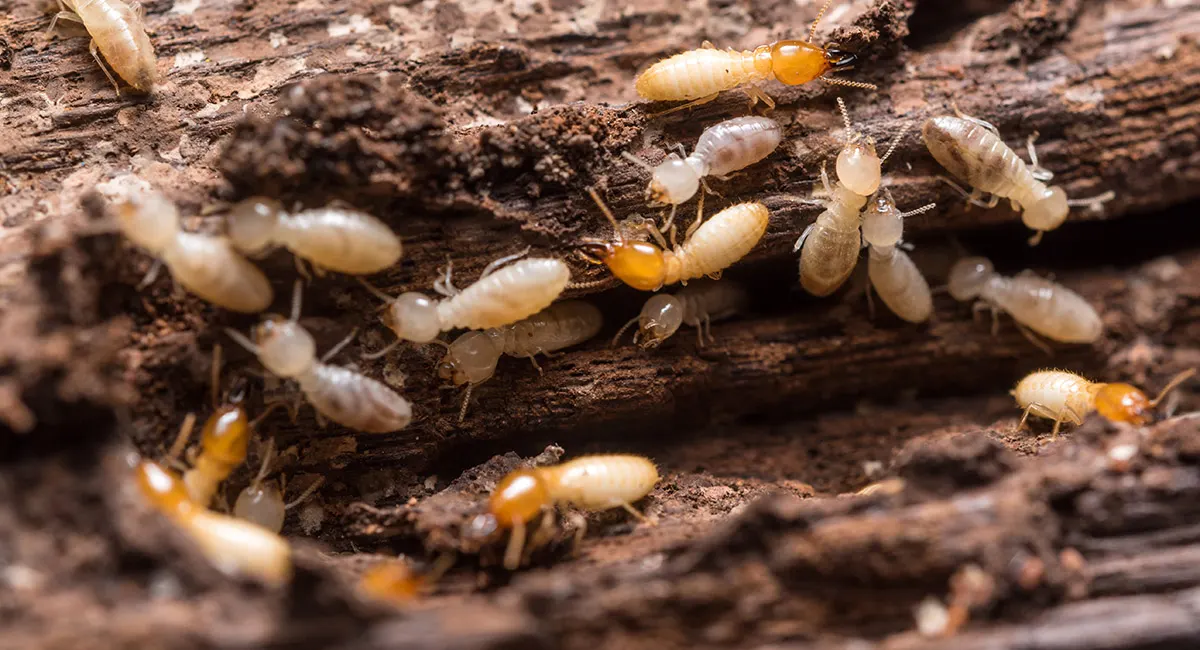 Termite Control